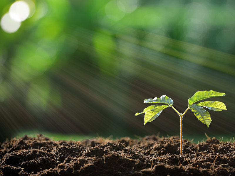 Image photosynthesis